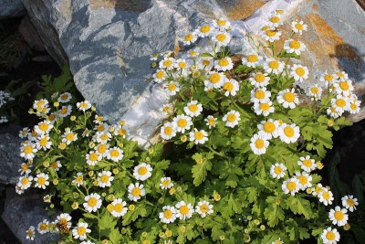 花园里盛开的雏菊