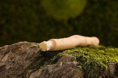传统的天然牙刷Miswak或Siwak。