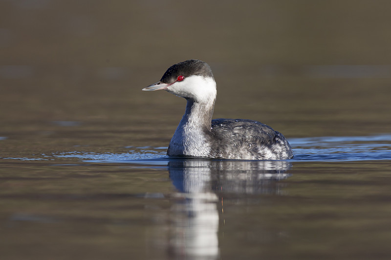 生境中的斯拉沃尼亚Grebe