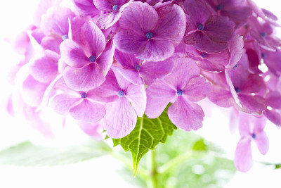 绣球花