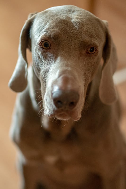 威玛拉犬在家里的肖像