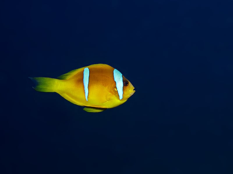 Anemonefish