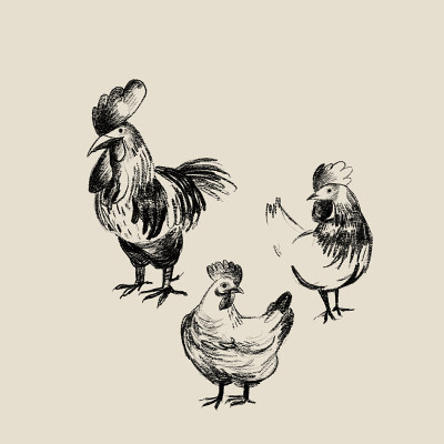 鸡用铅笔画，农家动物素描