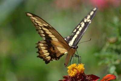 mariposa