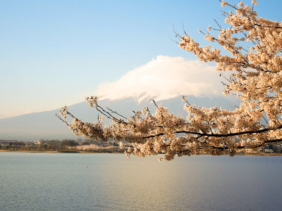 富士山和川口湖的樱花
