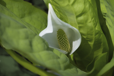 亚洲臭菘
