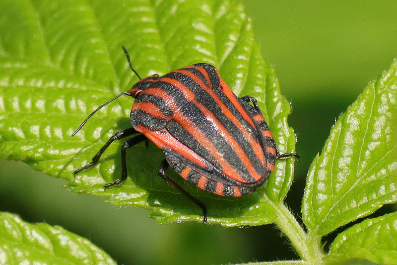 丑角虫（Graphosoma lineatum）