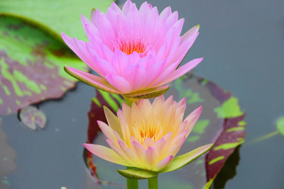 花
