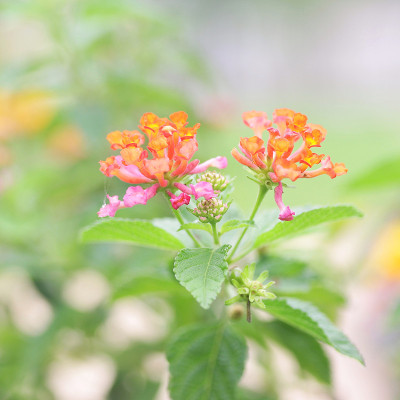 马樱丹属花