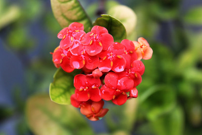 干花