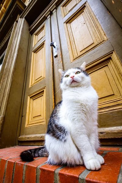 猫