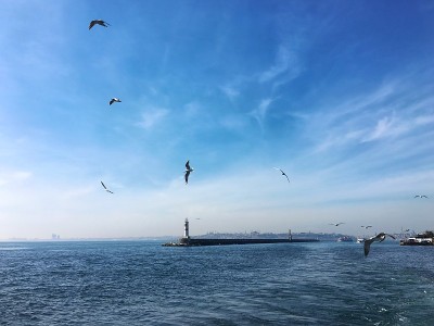 伊斯坦布尔的海鸥和蓝色的博斯普鲁斯海峡。