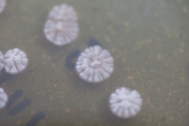 实验室微生物学用培养皿中的细菌。