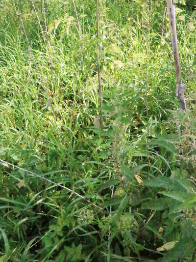夏日里茂密的荨麻丛