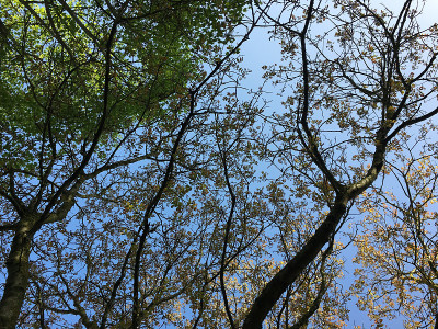普通核桃树在2018年5月下旬开花