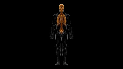 人体骨骼轴向骨骼解剖3D