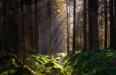 Forest-scape