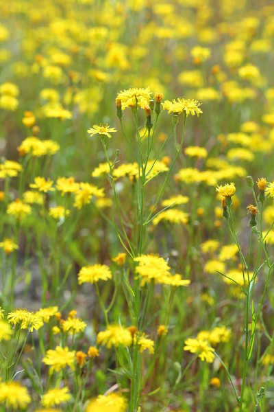 Crepis tectorum。亚马尔半岛上盛开的窄叶山楂