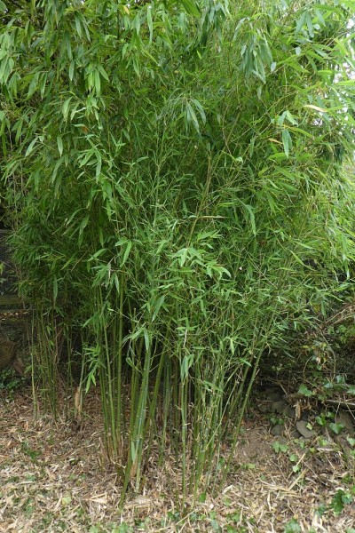 竹子部分