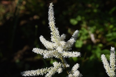 Astilbe花。