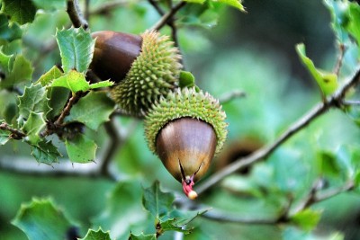 美丽的本地山毛榉植物