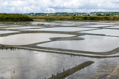 盐沼