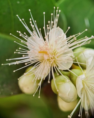 种类的鲜花