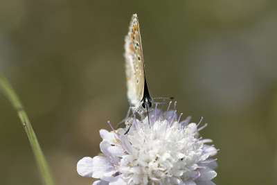 Aricia agestis