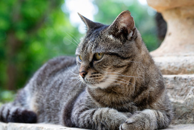 公园里可爱的条纹公猫。与家养宠物一起进行户外活动