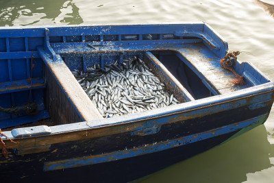 摩洛哥，Essaouira，装有沙丁鱼的蓝色小船