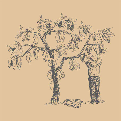向量可可树与男子人物农民手绘素描涂鸦食物巧克力甜插画