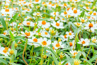 Zinnia