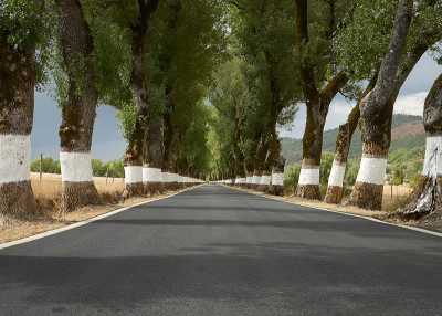 路之间的老树隧道