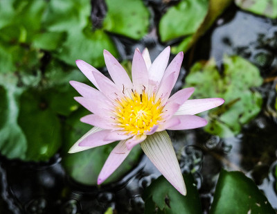 莲花