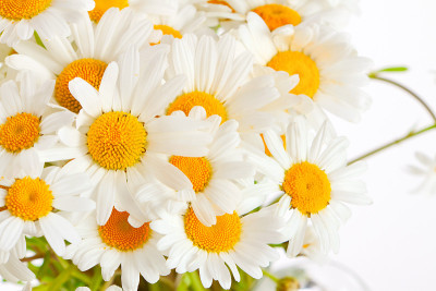 一束野生雏菊