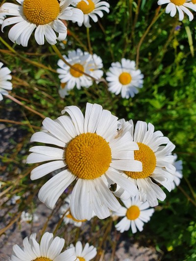 雏菊