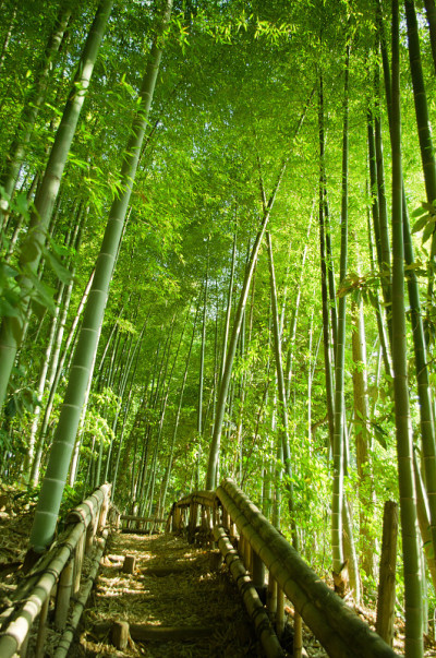 竹林的方式