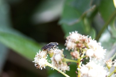 食蚜蝇