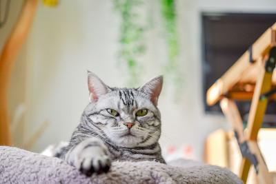 猫看着摄像机