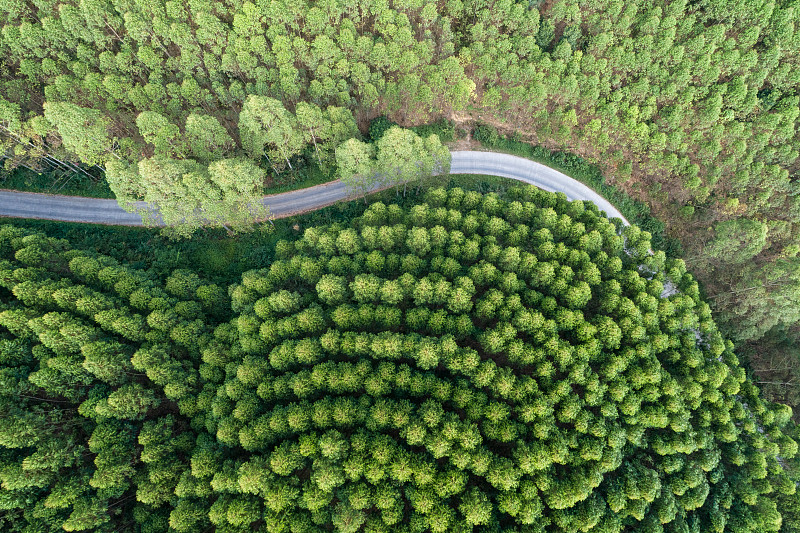 森林中央的路