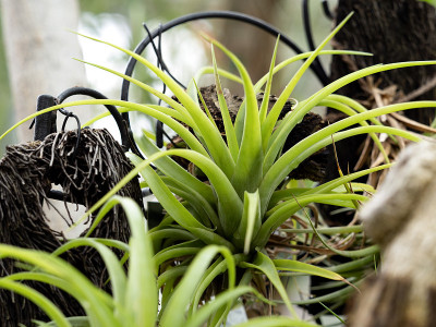 Tillandsia