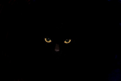 黑色的猫