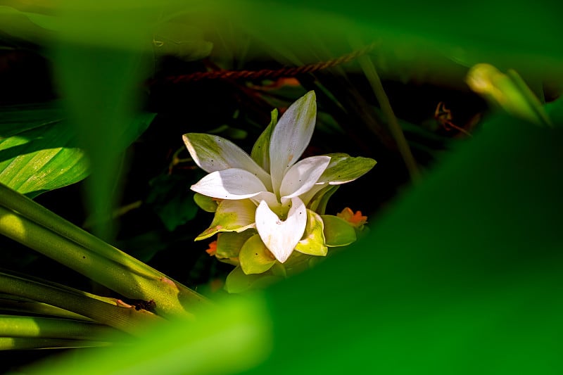 自然摄影，白色的黄色花与新鲜的绿叶，花蕾上的姜黄树在花园里。在明亮的早晨阳光下，姜花上盛开着美丽的图