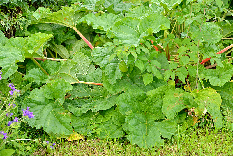 大黄，从蓼科大黄属栽培植物中提取的蔬菜