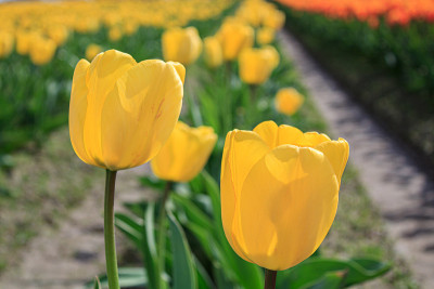 郁金香花