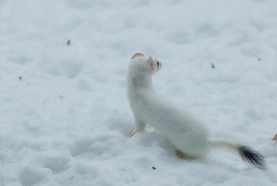 冬雪中的短尾黄鼠狼