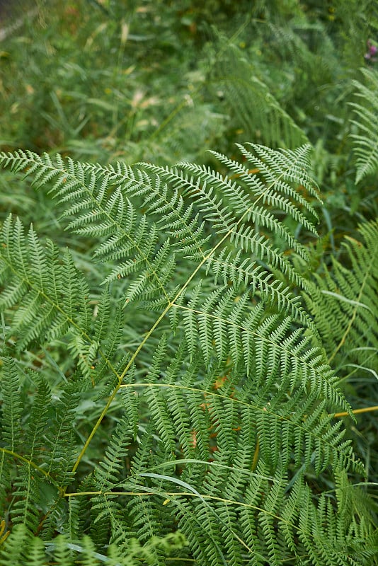 Pteridium aquilinum蕨类植物