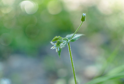 芭蕾舞