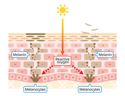 mechanism of skin cell turnover illustration. Mela
