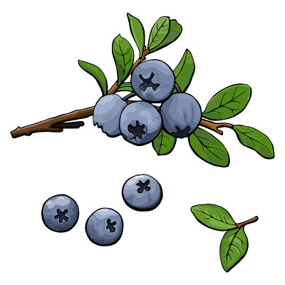 蓝莓分支插图